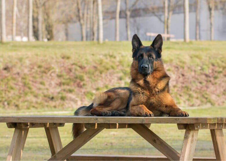 German Shepherd on a Bench