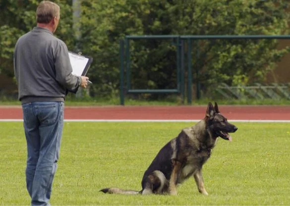 German Shepherd Breed Standart