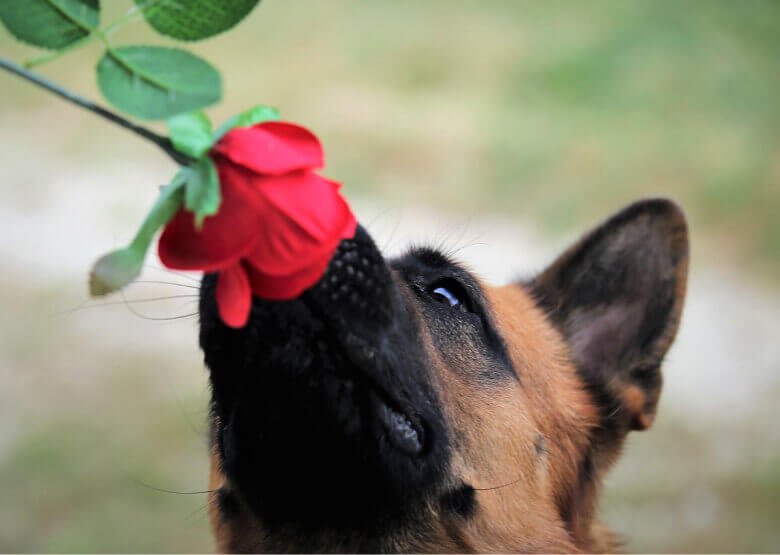 German Shepherd sniffing flower