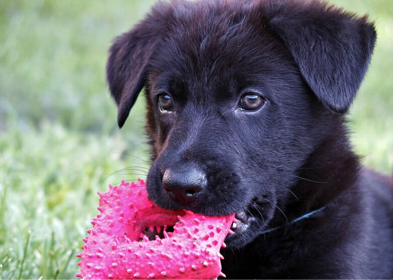 Black GSD puppy