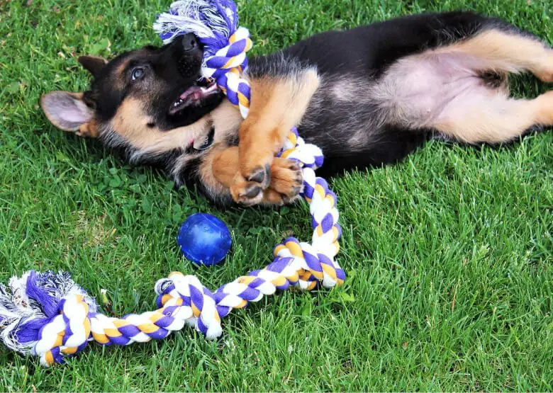 GSD Puppy Biting a rope