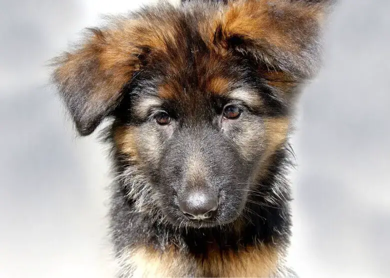 how to pick the best german shepherd puppy