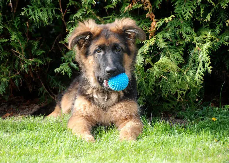 GSD Puppy with a ball