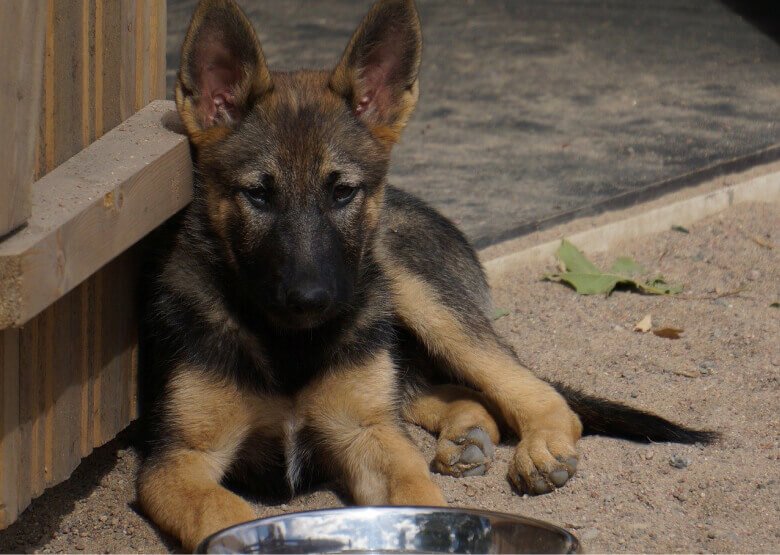 GSD Puppy with a bowl