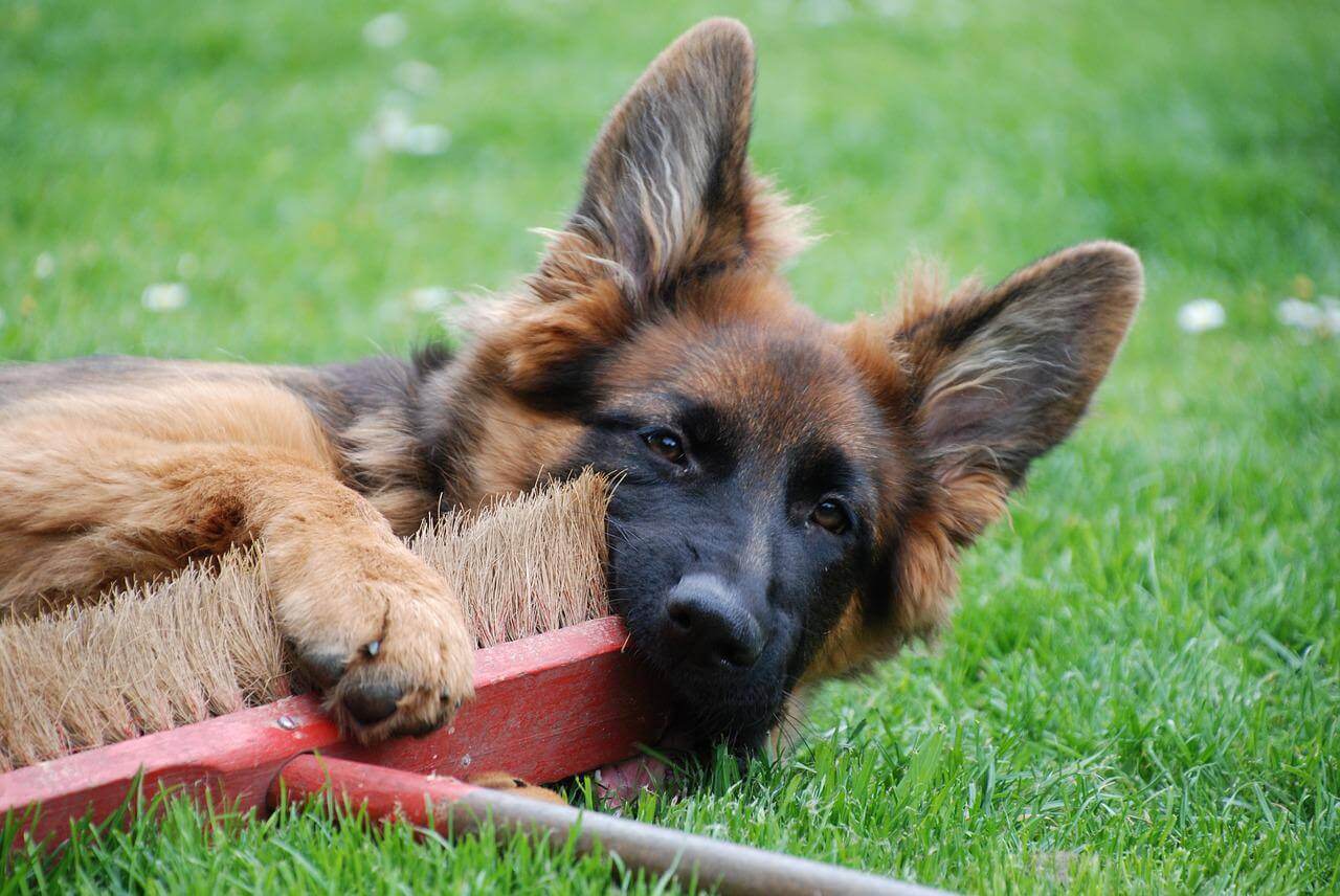 german-shepherd-shedding-when-gsd-shed-and-how-to-deal-with-it