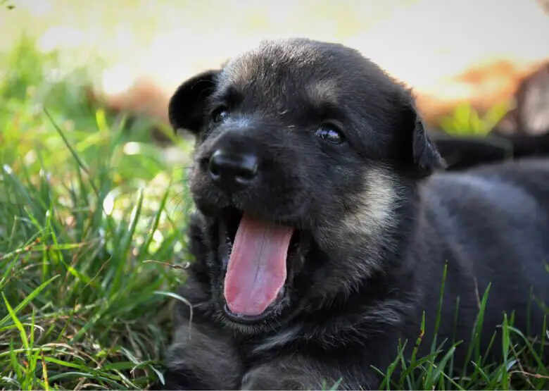 German Shepherd Puppy Yawns