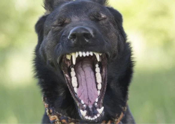 German Shepherd Teeth