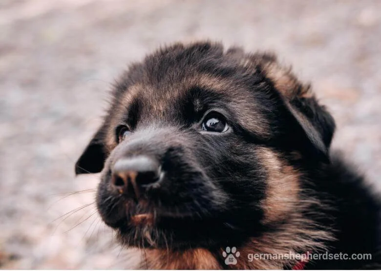1-month-old German Shepherd