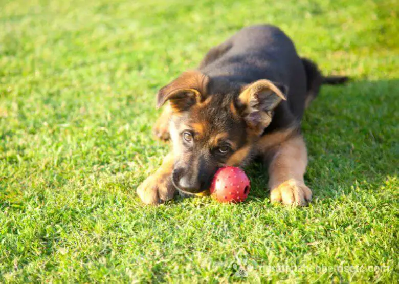 2 month old GSD playing with a ball