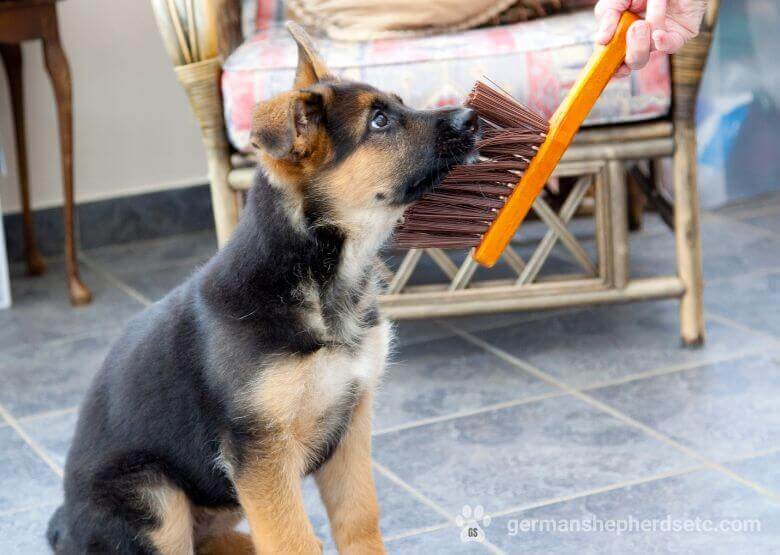 2 month old German Shepherd with a brush
