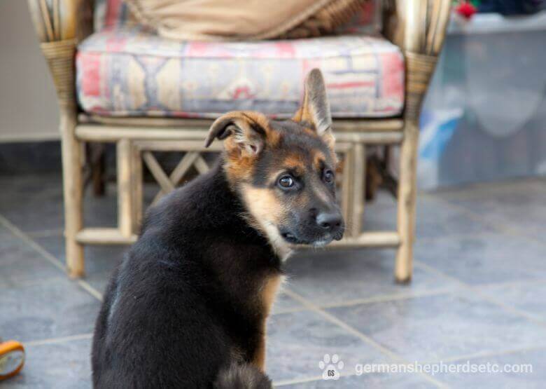 3 month old German Shepherd looking back