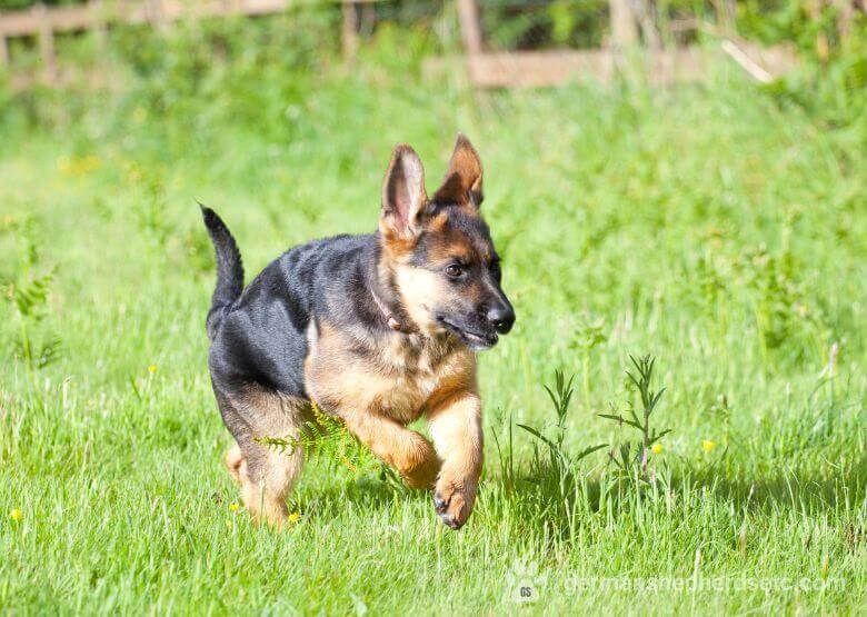 2 month old GSD jumping