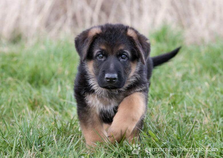 6 week old GSD on the grass