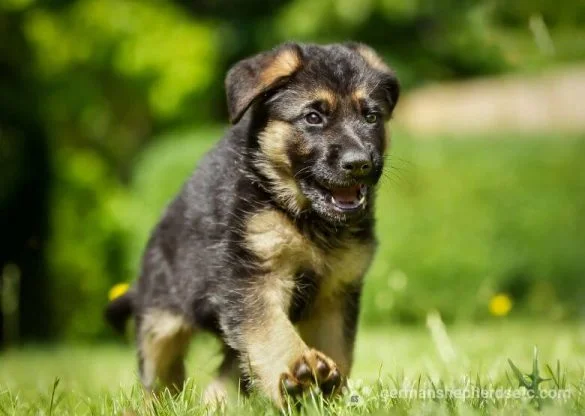 6 Week Old German Shepherd Puppy