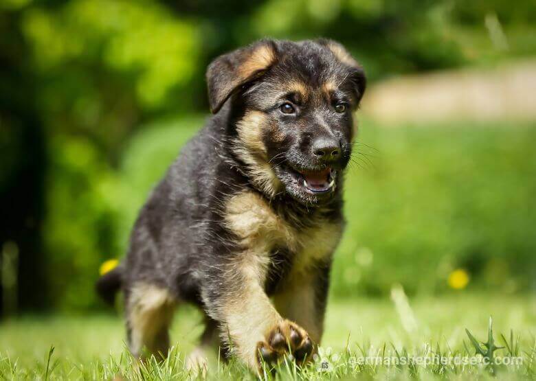 can a 6 week old puppy see