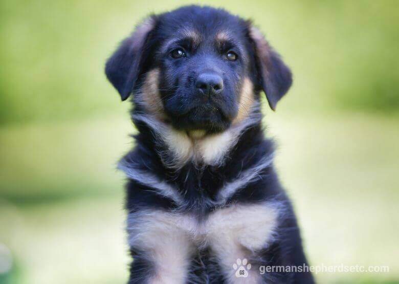 6 week old German Shepherd