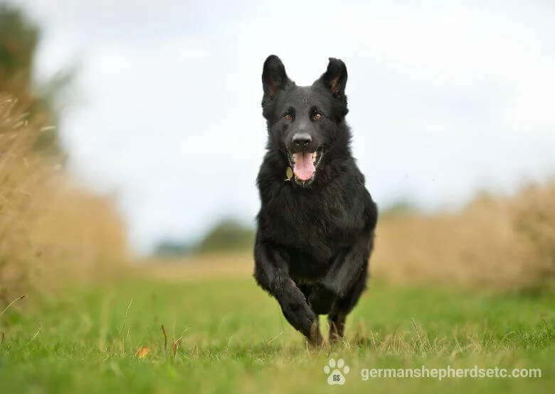 Black German Shepherd Dog