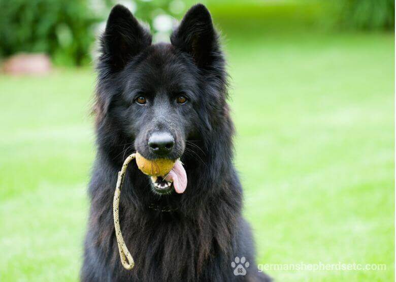 Black GSD with a toy