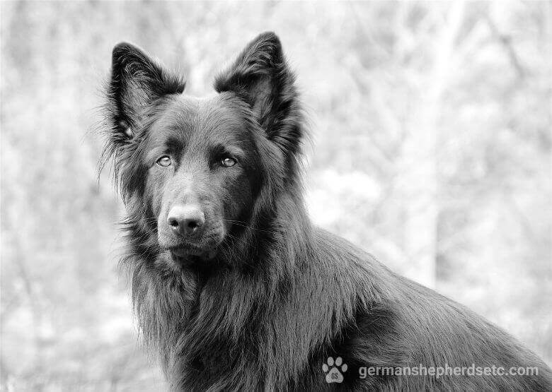 Black GSD