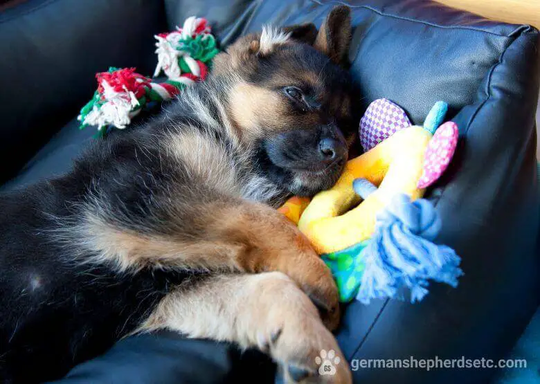 German Shepherd puppy on a sofa with toys
