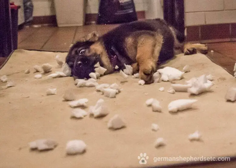 German Shepherd puppy shredding mattress