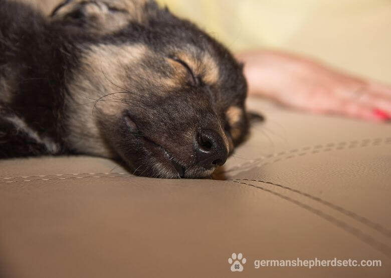 GSD Puppy sleeping