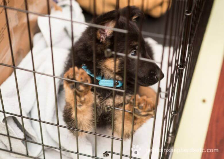 GSD Puppy in a crate