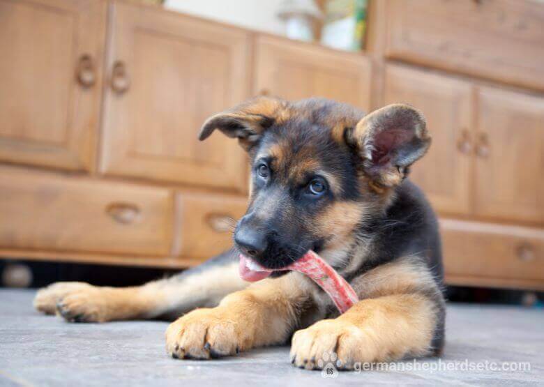 German Shepherd puppy chewing a toy