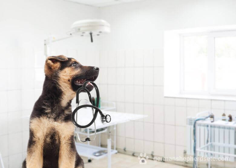 German Shepherd Puppy Care