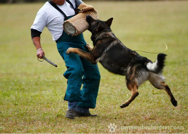 GSD Schutzhund Training
