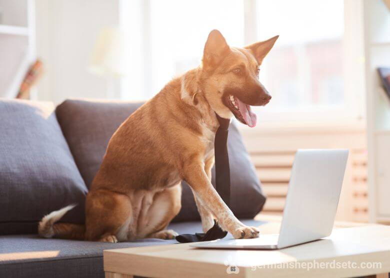 GSD working on a laptop