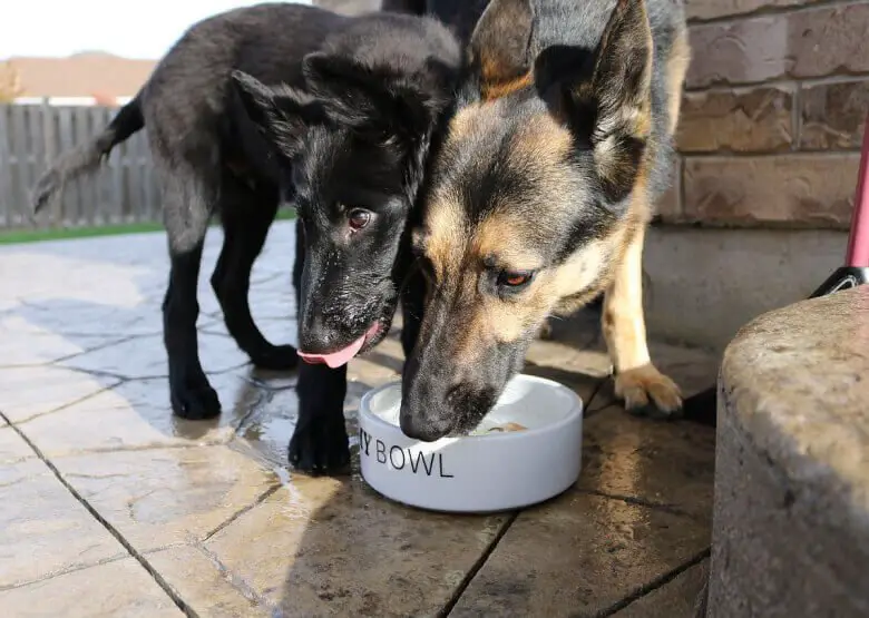German Shepherds eating from a bowl
