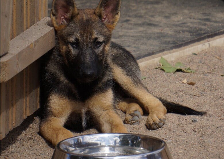 German Shepherd Puppy with a bowl