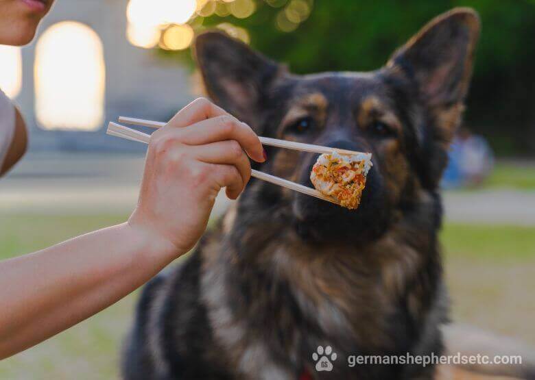 GSD feeding with sushi