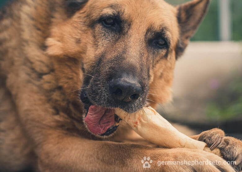German Shepherd eats a bone