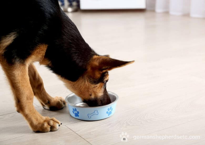 German Shepherd eats food from the bowl