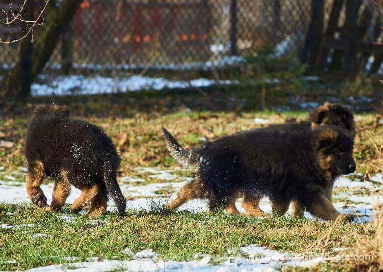 6 week old German Shepherd puppies