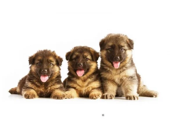 German Shepherd growth stages