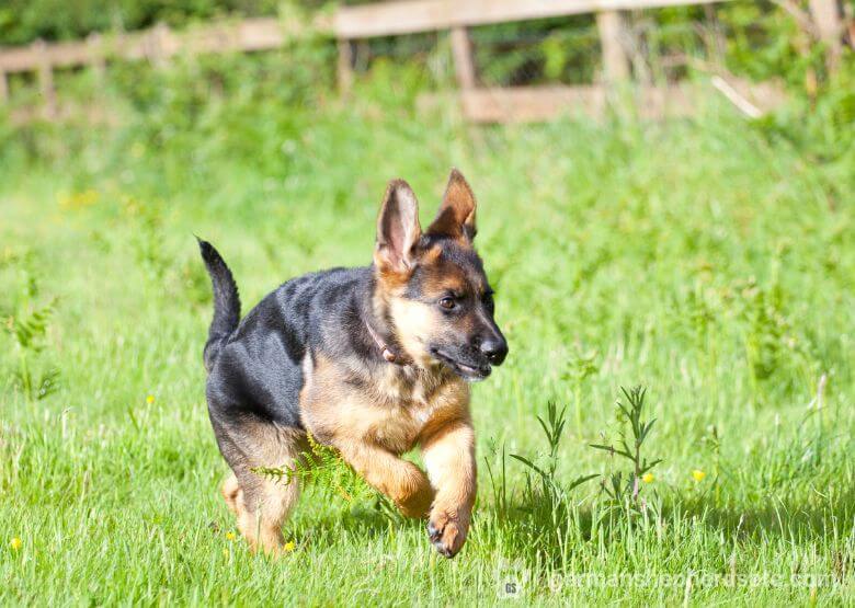 GSD Puppy Potty train