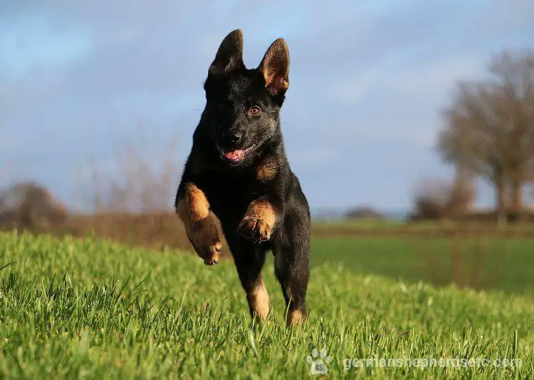 GSD Puppy Jumping
