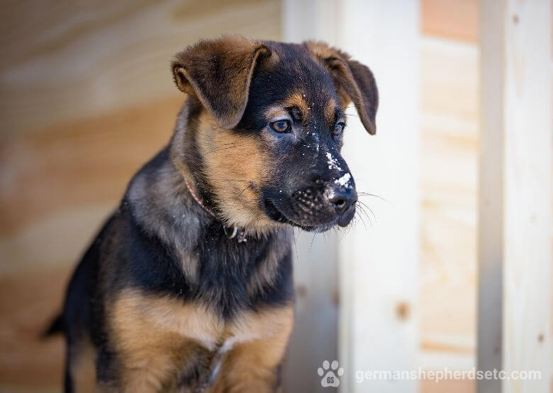 GSD Puppy in Winter