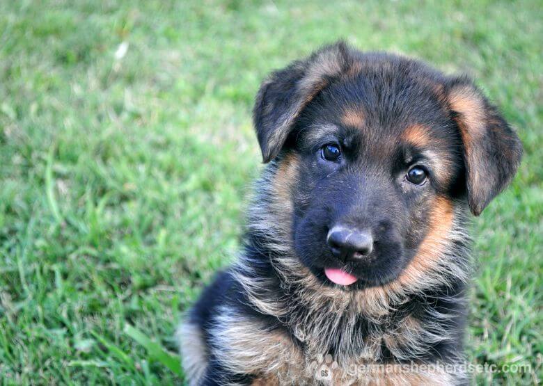 German Shepherd Puppy