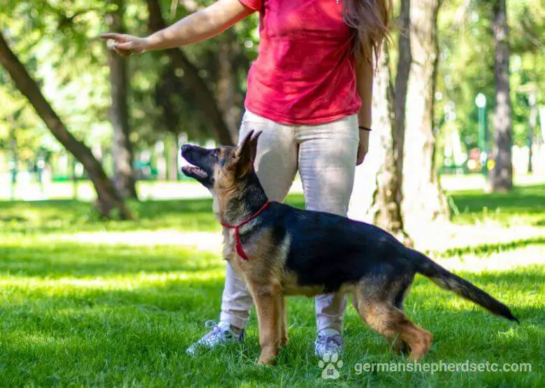 German Shepherd Dog training session