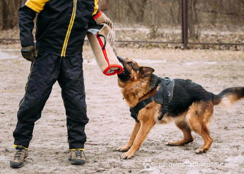 German Shepherd training to bite