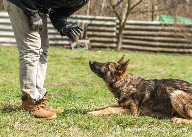 GSD training to down command