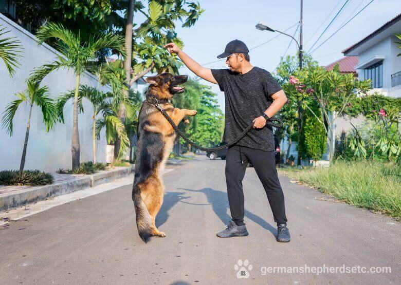 German Shepherd training to stand