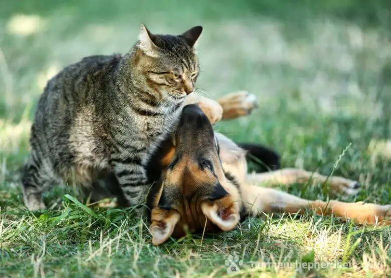 GSD with a cat