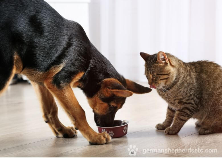 German Shepherd and cat