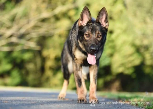 Sable German Shepherd