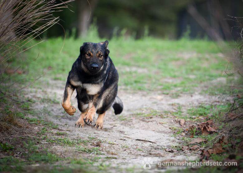 Sable German Shepherd running